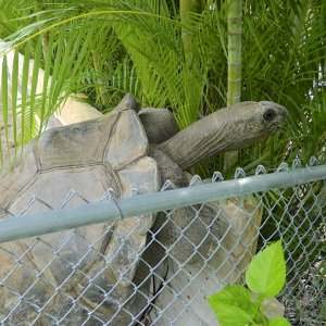 ALDABRA BREEDER