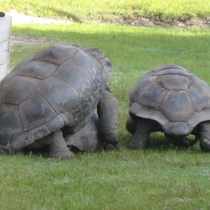 ALDABRA BREEDER