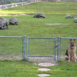 ALDABRA BREEDER