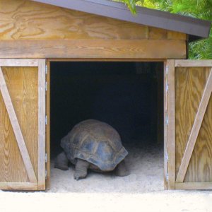 ALDABRA BREEDER