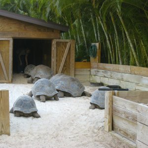 ALDABRA BREEDER