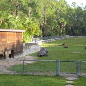 ALDABRA BREEDER