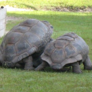 ALDABRA BREEDER