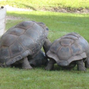 ALDABRA BREEDER