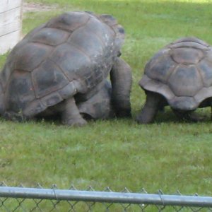 ALDABRA BREEDER