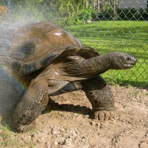 ALDABRA BREEDER