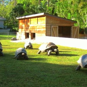 ALDABRA BREEDER