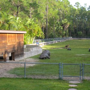 ALDABRA BREEDER