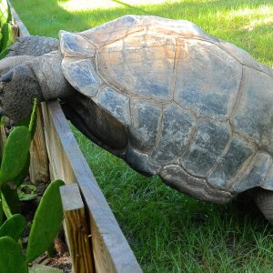 ALDABRA BREEDER
