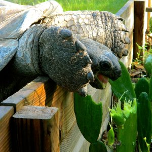 ALDABRA BREEDER