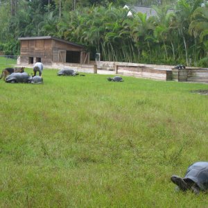 ALDABRA BREEDER