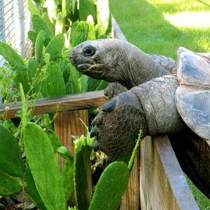 ALDABRA BREEDER