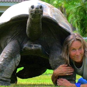 ALDABRA BREEDER