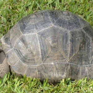 ALDABRA BREEDER