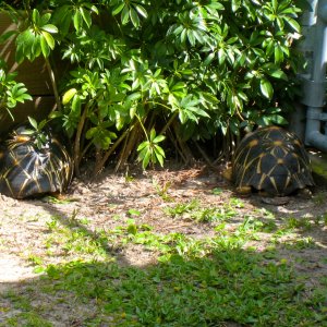 ALDABRA BREEDER