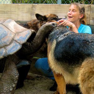 ALDABRA BREEDER