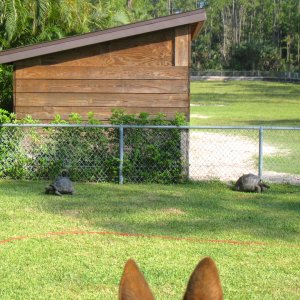 ALDABRA BREEDER