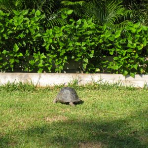 ALDABRA BREEDER