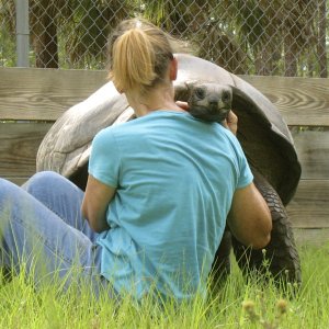 ALDABRA BREEDER