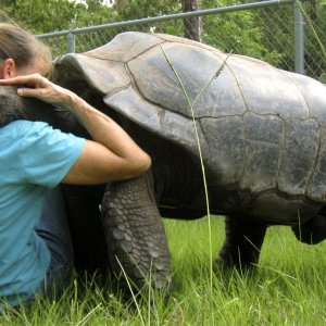 ALDABRA BREEDER