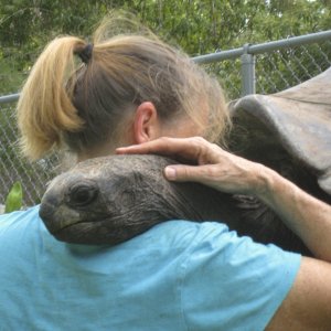 ALDABRA BREEDER
