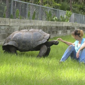 ALDABRA BREEDER