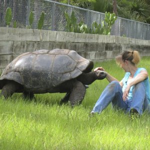ALDABRA BREEDER