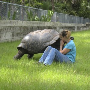ALDABRA BREEDER