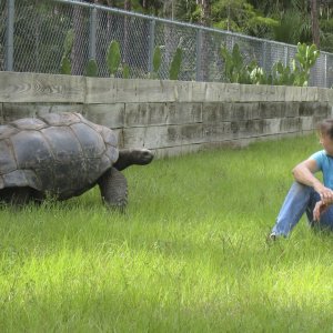 ALDABRA BREEDER