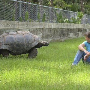ALDABRA BREEDER