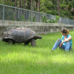 ALDABRA BREEDER