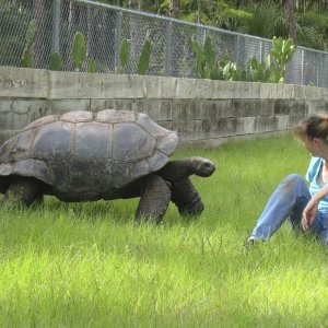 ALDABRA BREEDER