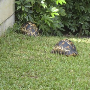 ALDABRA BREEDER