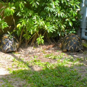 ALDABRA BREEDER
