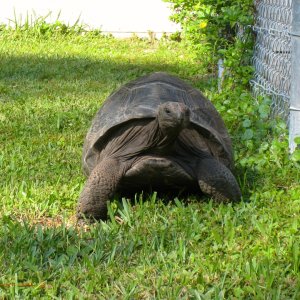 ALDABRA BREEDER