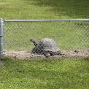 ALDABRA BREEDER