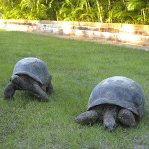 ALDABRA BREEDER