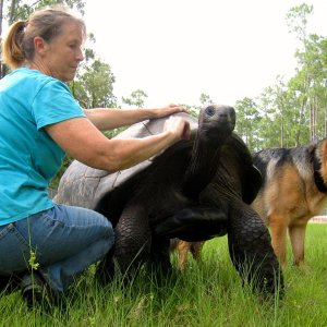 ALDABRA BREEDER
