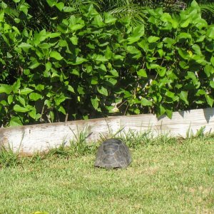 ALDABRA BREEDER