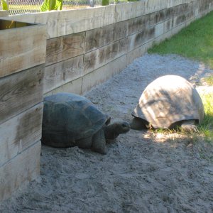 ALDABRA BREEDER