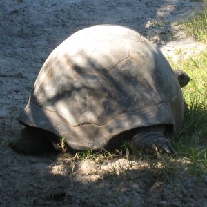 ALDABRA BREEDER