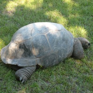ALDABRA BREEDER
