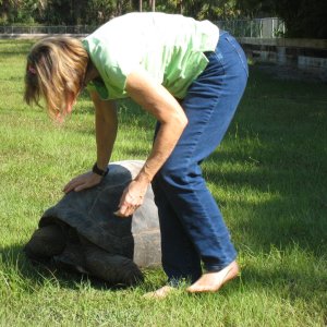ALDABRA BREEDER
