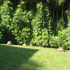 ALDABRA BREEDER