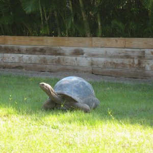 ALDABRA BREEDER