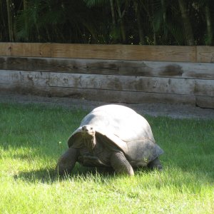 ALDABRA BREEDER