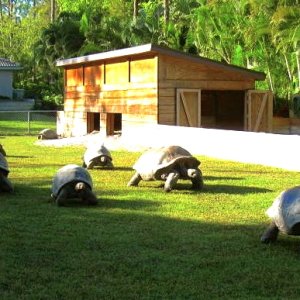 ALDABRA BREEDER