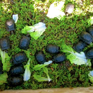 ALDABRA BREEDER
