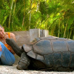 ALDABRA BREEDER