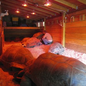 ALDABRA BREEDER